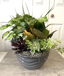 Ceramic Dish Garden 10 Inch Large from Aladdin's Floral in Idaho Falls